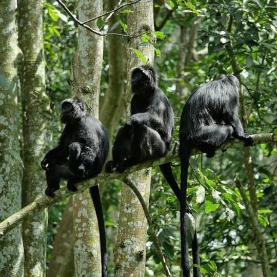 Monkey Forest Tete Batu
